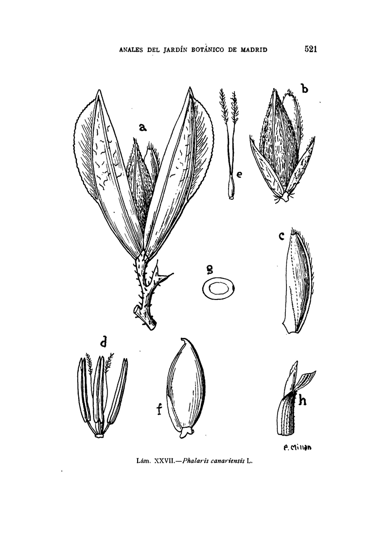 Phalaris Canariensis seed morphology diagram